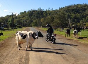 Biker roads: Watch out for cattle on the Lions Rd