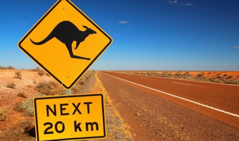 Kangaroo wildlife roadkill - animals