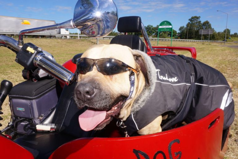 Tex the trike-riding dog