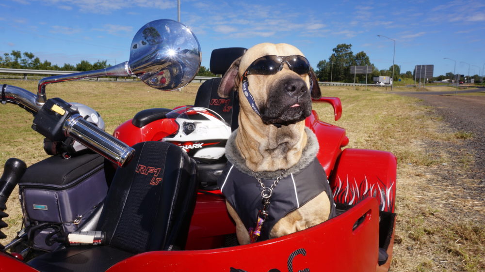 Tex the trike-riding dog