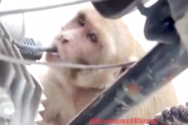Monkey steals motorbike fuel