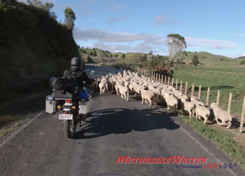 Surf sheep livestock roadkill New Zealand