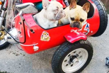 Bruce and Ted, two French bulldogs enjoying Ken Cross's new sidecar project